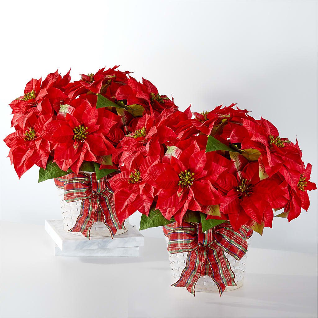 Happiest Holidays Poinsettia Bundle – Affordableflowerdelivery.com, Tontitown AR