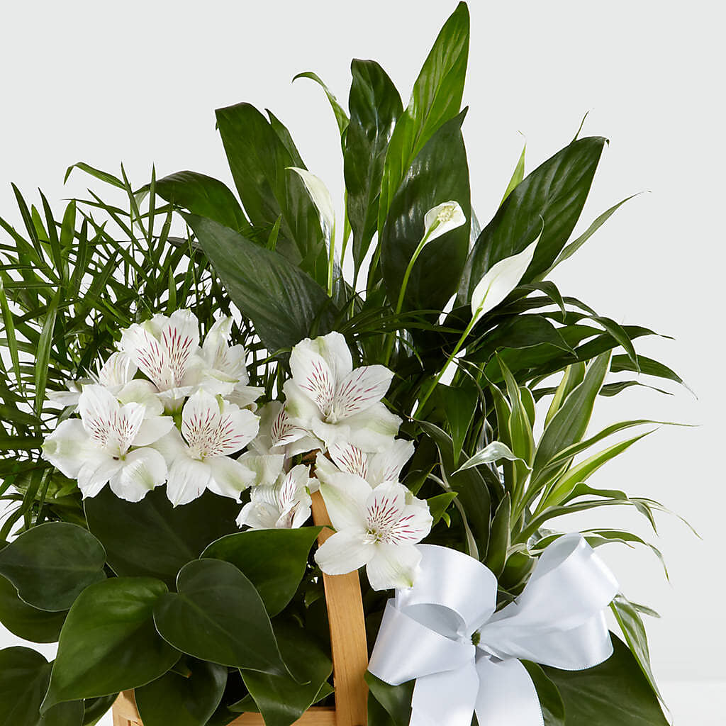 Peace & Serenity Dishgarden – Affordableflowerdelivery.com, Tontitown AR