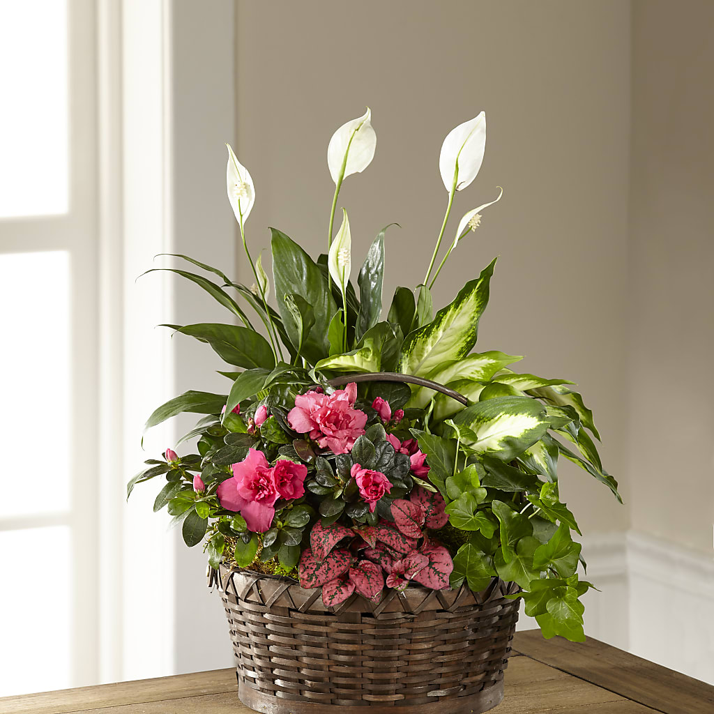 Dream in Pink Dishgarden – Affordableflowerdelivery.com, Tontitown AR