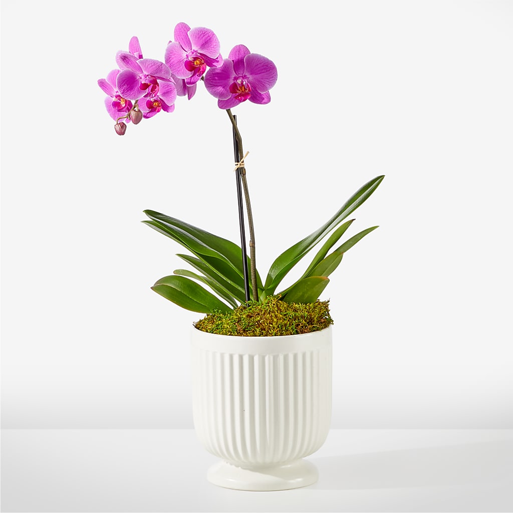 Friendly Fuchsia Orchid – Affordableflowerdelivery.com, Tontitown AR