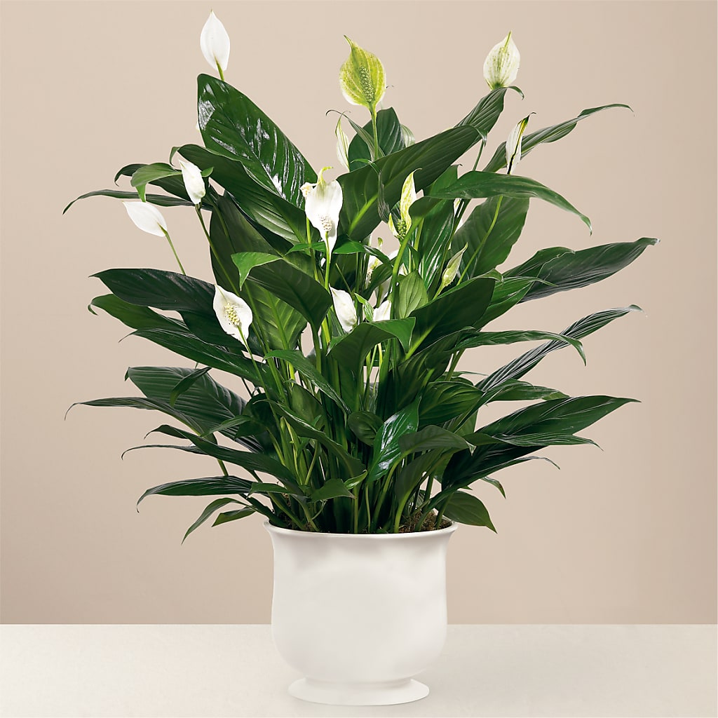 Comfort Planter – Affordableflowerdelivery.com, Tontitown AR