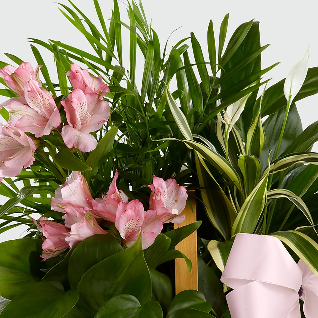 Living Spirit Dishgarden – Affordableflowerdelivery.com, Tontitown AR