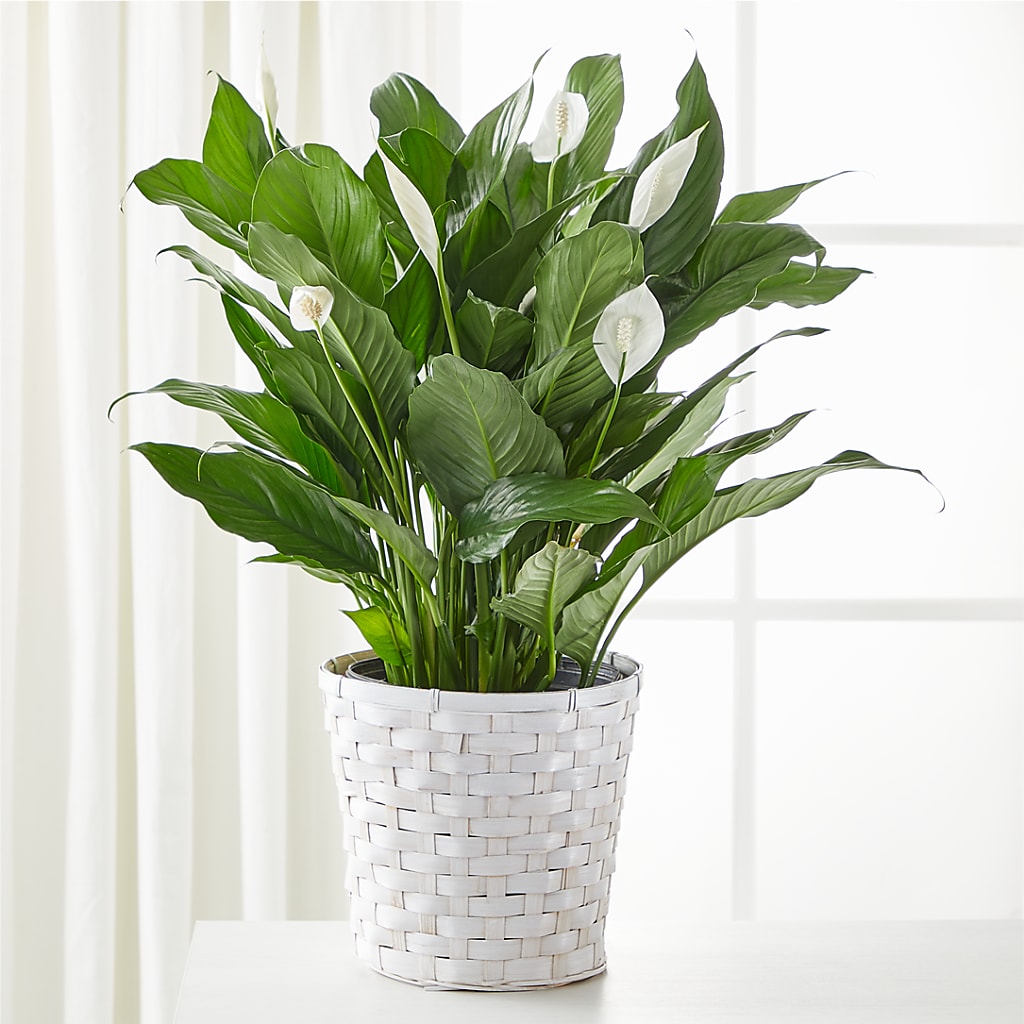 A New Leaf Peace Lily – Affordableflowerdelivery.com, Tontitown AR