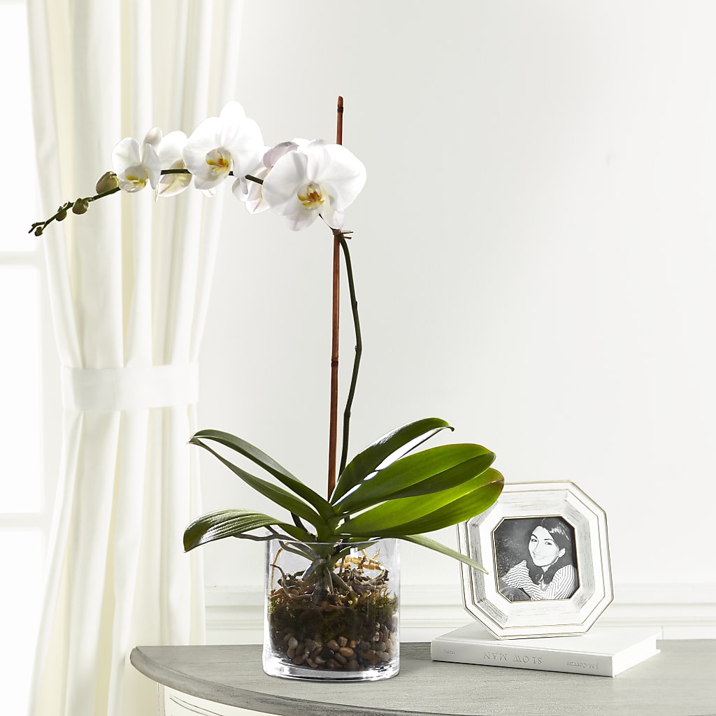 White Orchid Planter – Affordableflowerdelivery.com, Tontitown AR