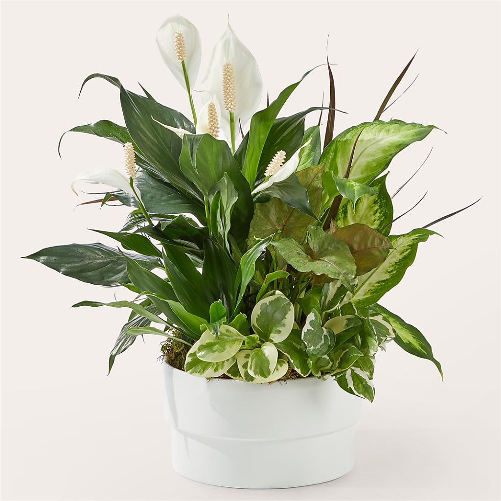 Radiating Positivity Dishgarden – Affordableflowerdelivery.com, Tontitown AR
