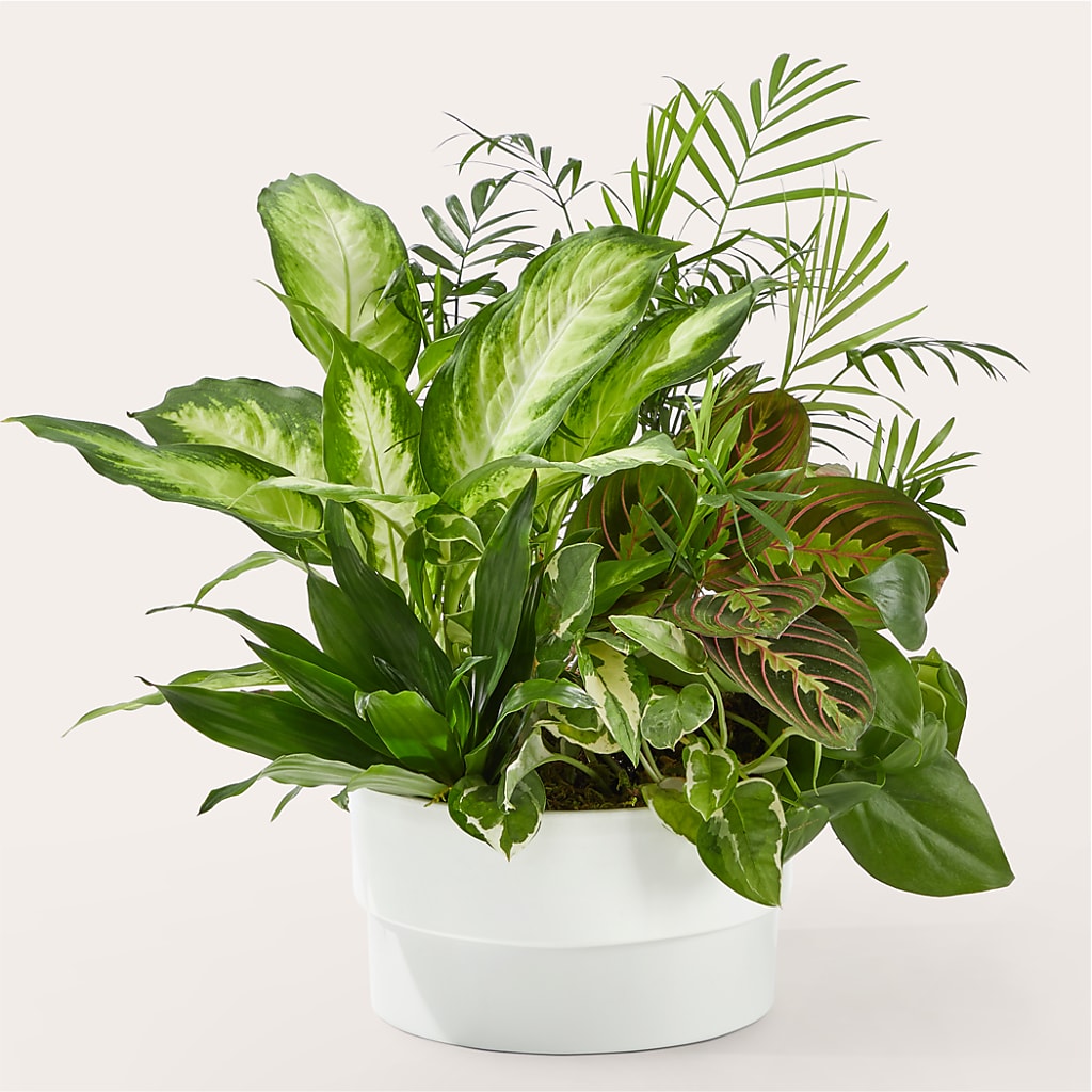 Radiating Positivity Dishgarden – Affordableflowerdelivery.com, Tontitown AR