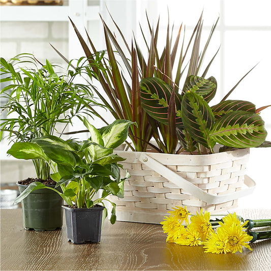 Florist Designed Blooming and Green Plants in a Basket –  Affordableflowerdelivery.com, Tontitown AR