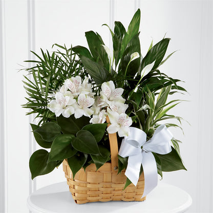 Peace & Serenity Dishgarden –  Affordableflowerdelivery.com, Tontitown AR