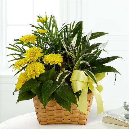 Loving Light Dishgarden –  Affordableflowerdelivery.com, Tontitown AR