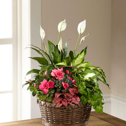 Dream in Pink Dishgarden –  Affordableflowerdelivery.com, Tontitown AR