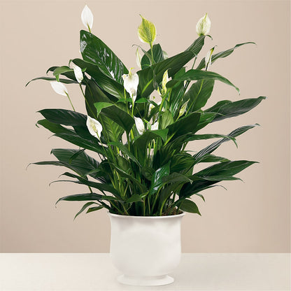 Comfort Planter –  Affordableflowerdelivery.com, Tontitown AR