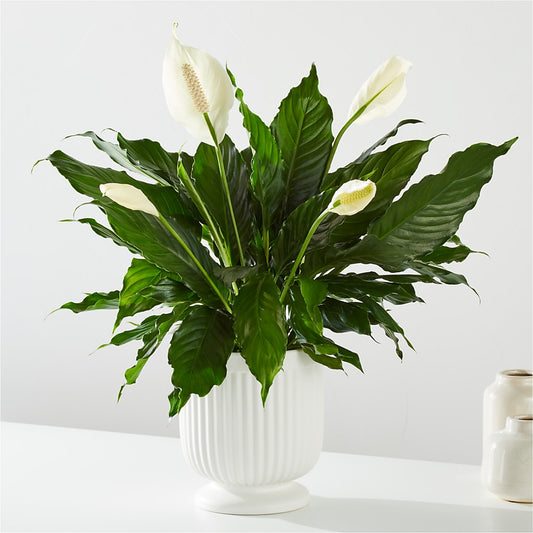 Comfort Planter –  Affordableflowerdelivery.com, Tontitown AR