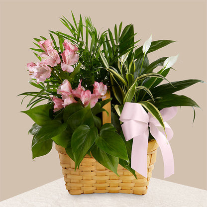 Living Spirit Dishgarden –  Affordableflowerdelivery.com, Tontitown AR