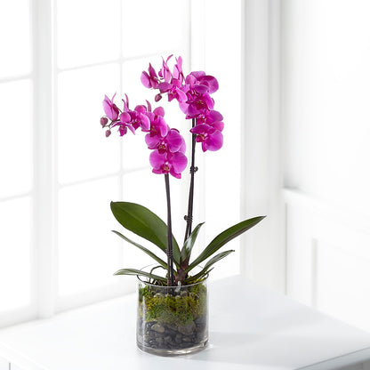 Pink Orchid Plant –  Affordableflowerdelivery.com, Tontitown AR