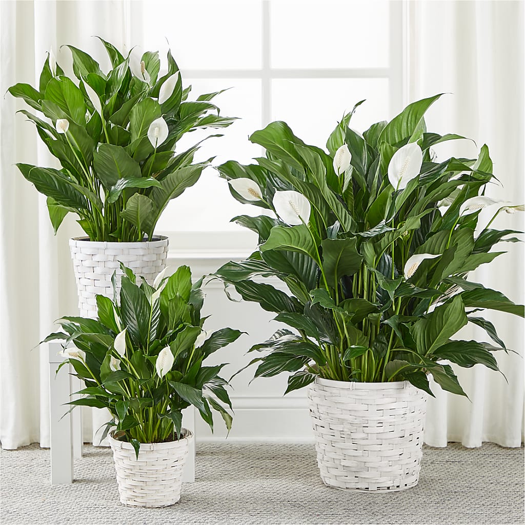 A New Leaf Peace Lily –  Affordableflowerdelivery.com, Tontitown AR