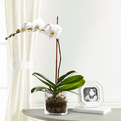 White Orchid Planter –  Affordableflowerdelivery.com, Tontitown AR