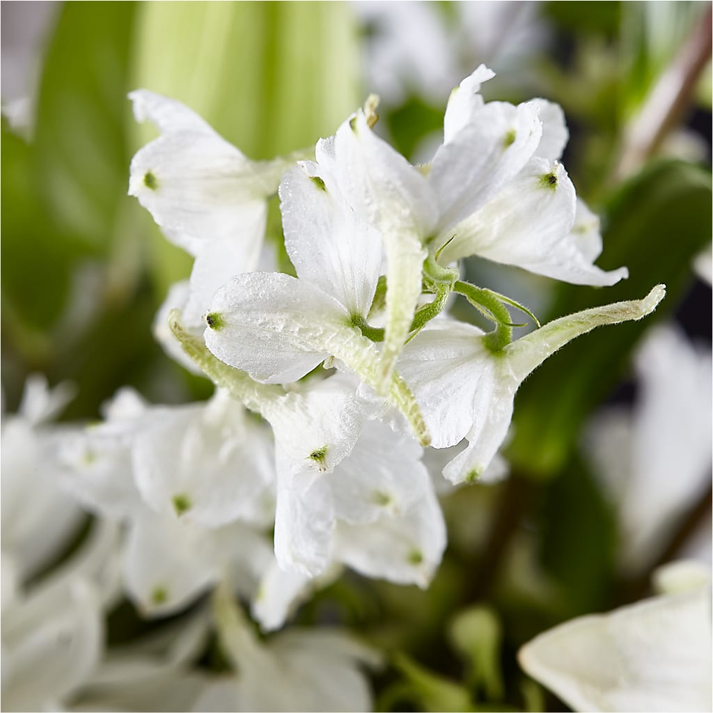 Classic Ivory – A Florist Original –  Affordableflowerdelivery.com, Tontitown AR
